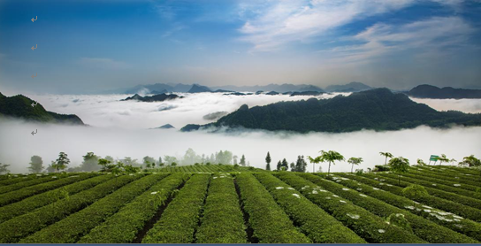 江华苦茶文化