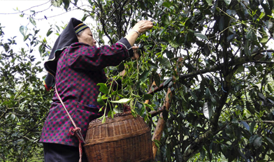 盘王与茶